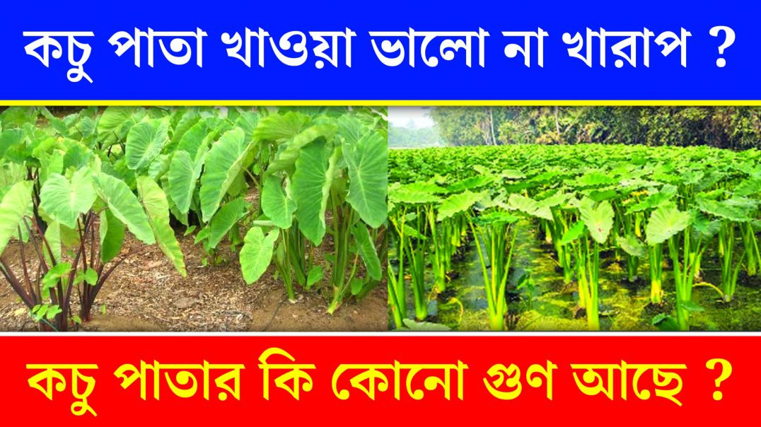 ⁣কচু পাতা শরীরের জন্য ভালো না খারাপ ? | Colocasia Leaves