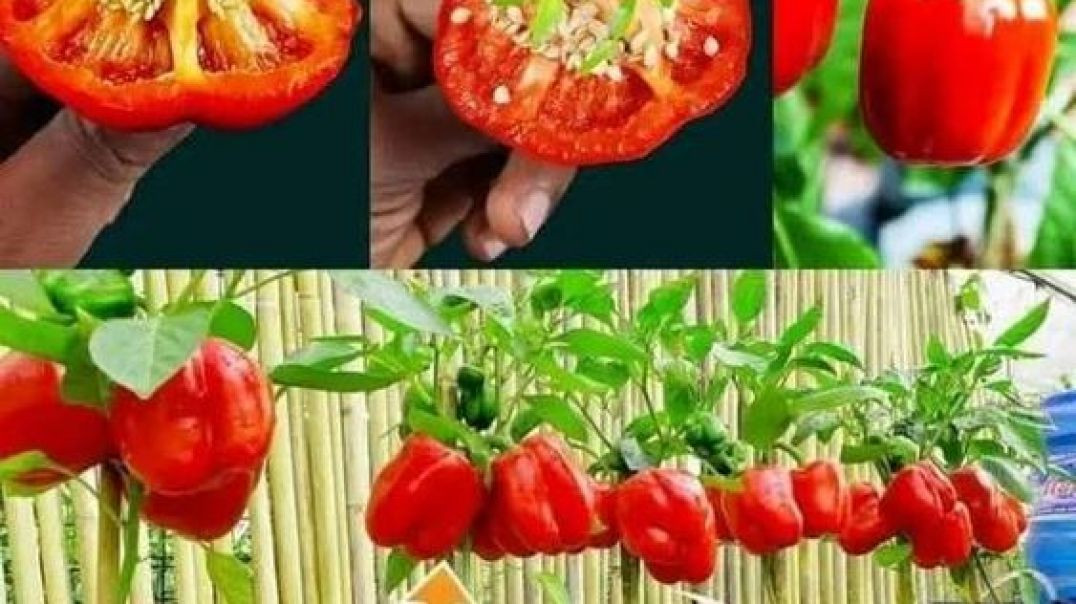 ⁣How to cultivate capsicum at home !! शिमला मिर्च की खेती घर पर कैसे करें !!