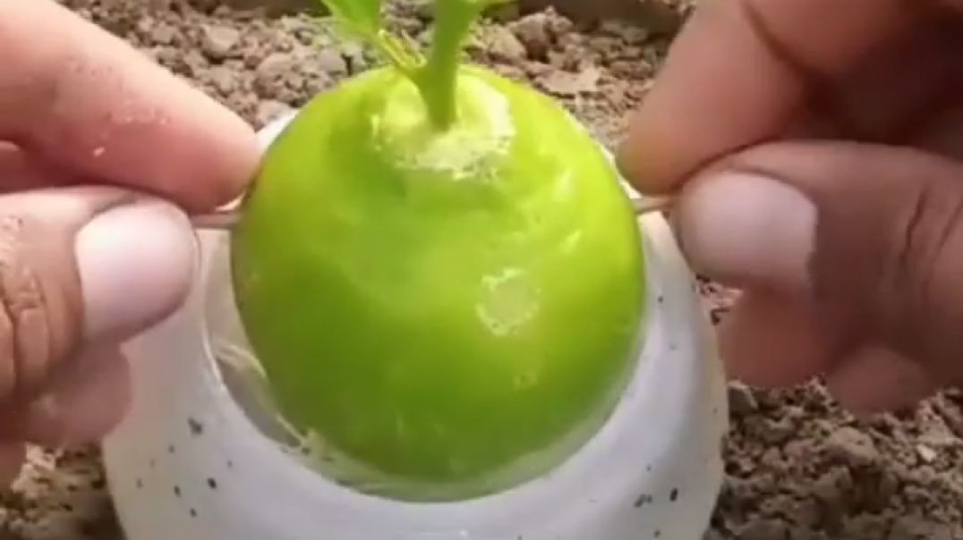 ⁣Garden ideas - Vertical garden !! उद्यान विचार - लंबवत उद्यान