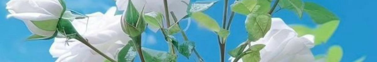 marwadiculture 