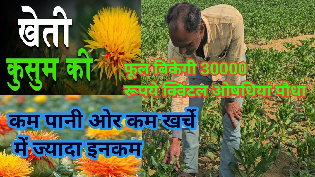 ⁣कुसुम की खेती किसान के लिए एक फायदे का सौदा