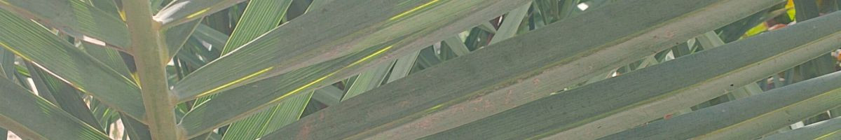 110097639053319295386 