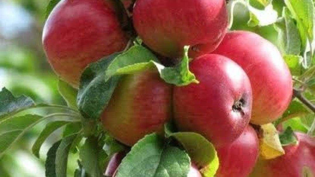 ⁣How to grow Apple tree from a Apple!! सेब से सेब का पेड़ कैसे उगायें!!