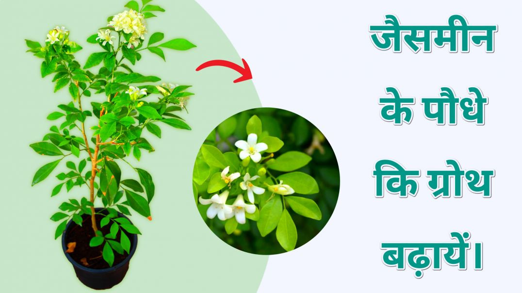 ⁣Jasmine (Madhu Kamini) Plant Care | 10x Faster Growth Tips