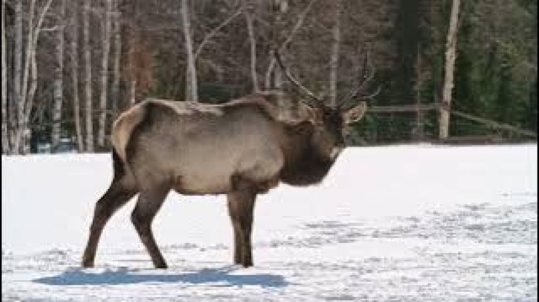 ⁣Positive Relaxing Music for Stress Relief