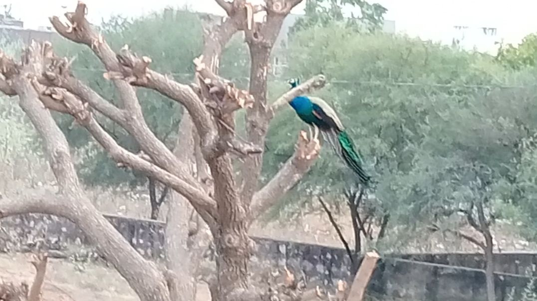 ⁣Day 1 गांव में शाम के समय का नजारा