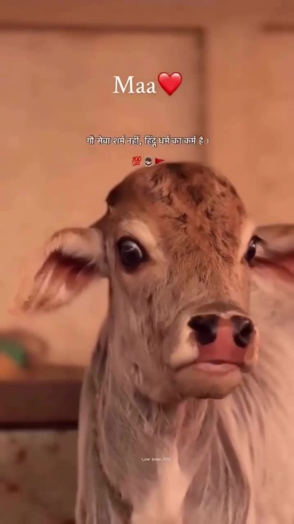 😢 Gau Mata Ka Dard | Har Insaan Ko Dekhna Chahiye 🙏🐄