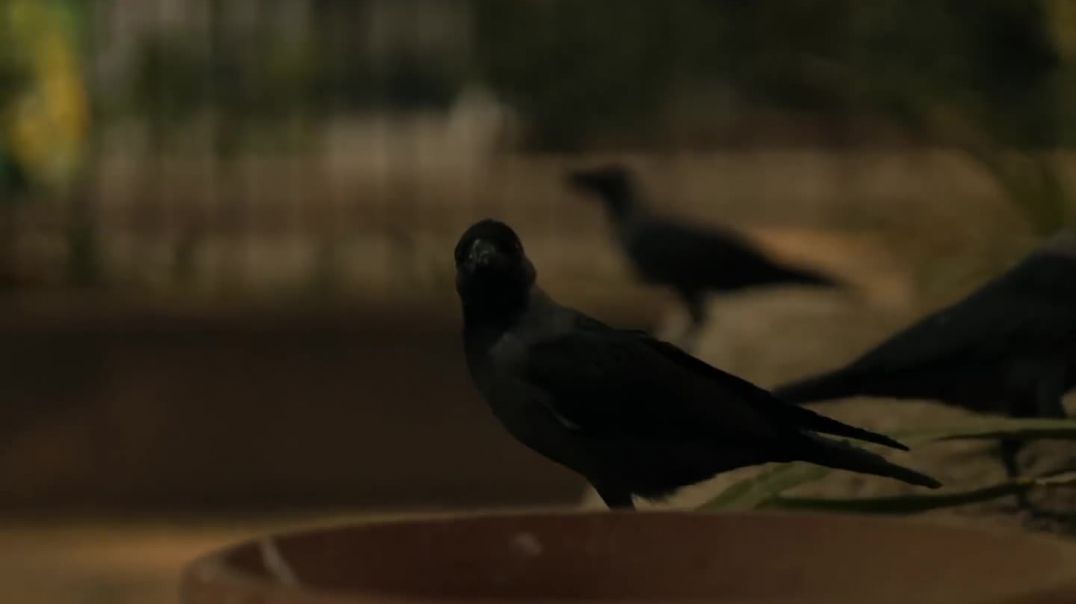 ⁣Dhanda_Nyoliwala_-_Vomit_On_Paper___Official_Lyric_Video_(1080p)