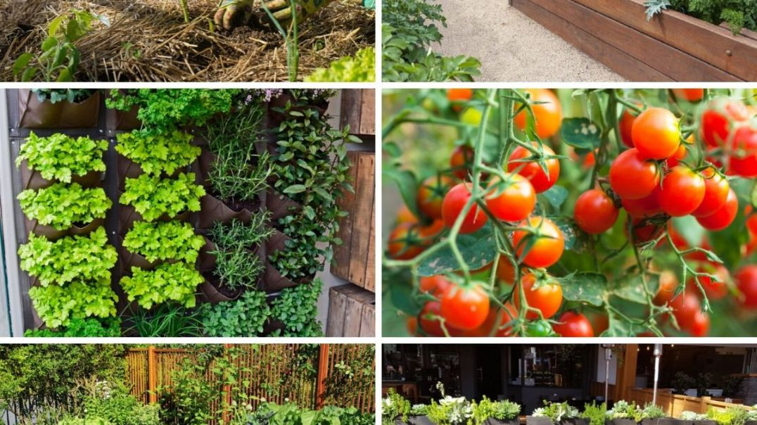 ⁣रचनात्मक DIY बागवानी! Creative DIY gardening!