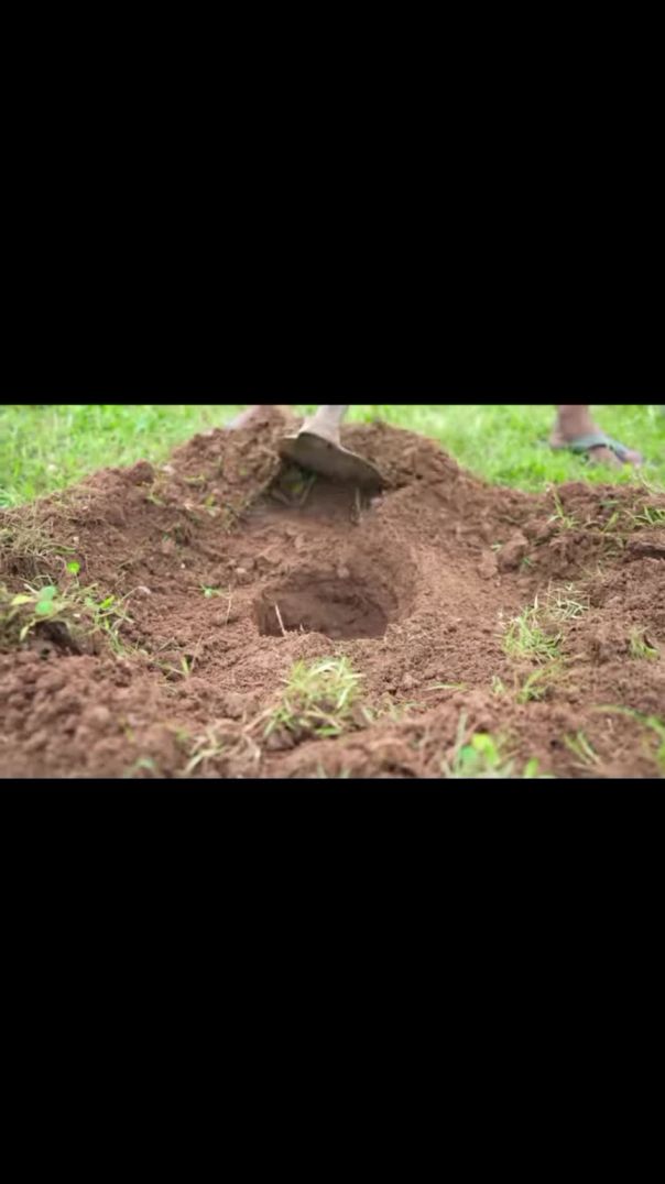 plant trees 🌳🌳🌳🌳