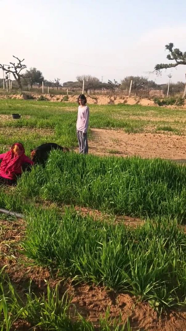 kheti badi #farming