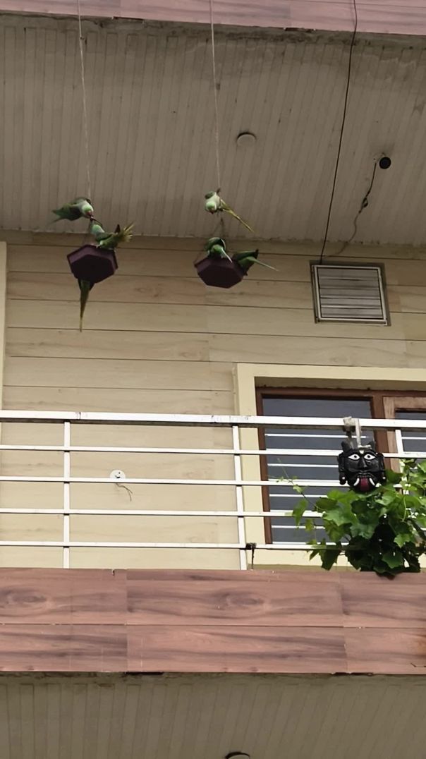 #beautiful parrots