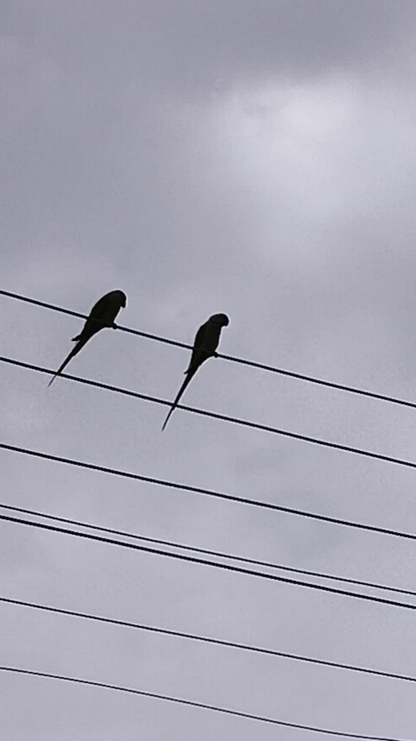 #lovely parrots