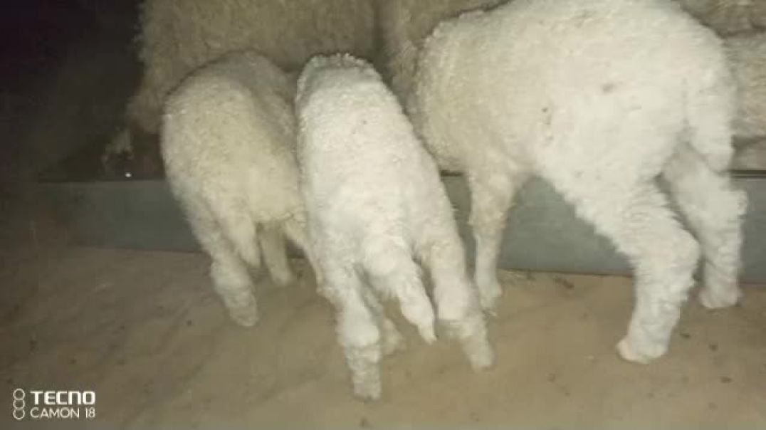 ⁣भेड़ों के छोटे बच्चों को शाम के टाइम दाना खिला रहे