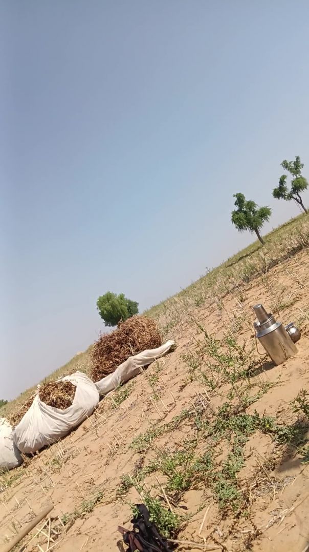 सरसों कढ़ाई