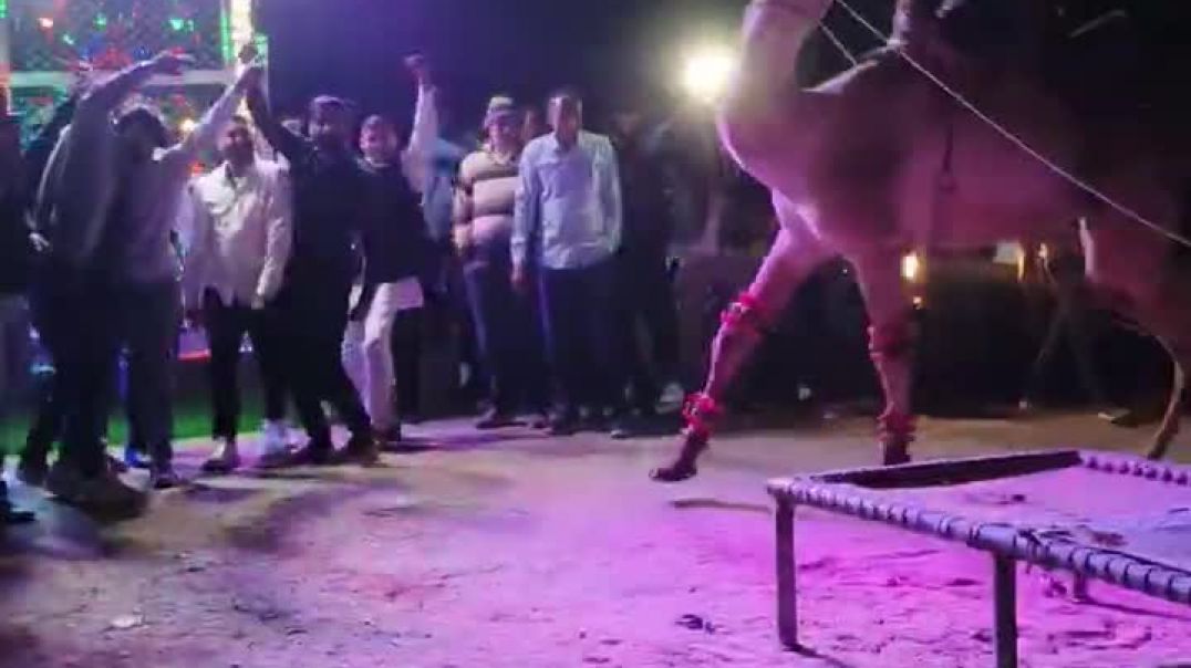 ⁣Rajasthani Wedding__ Camel Dance__(720P_HD)