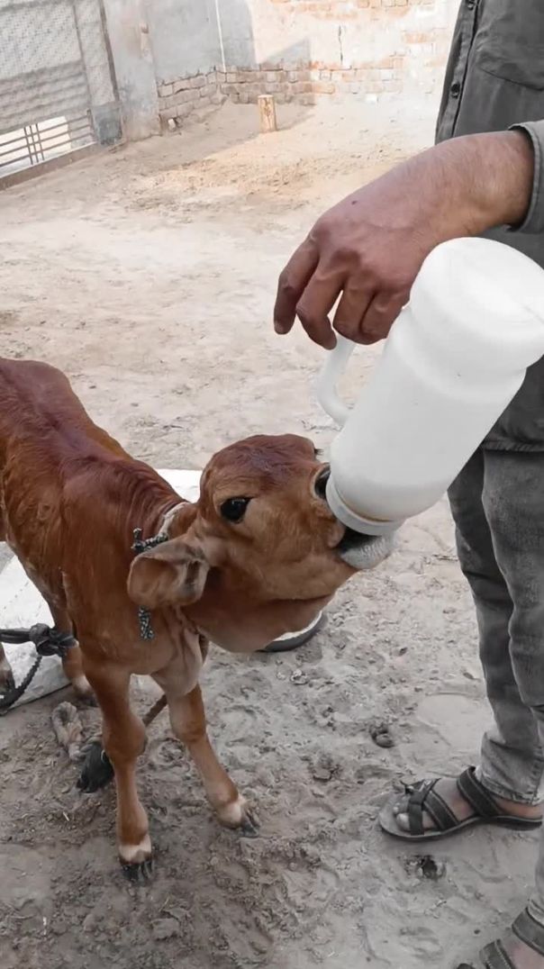 Gau Mata ke liye share karo(720P_HD)