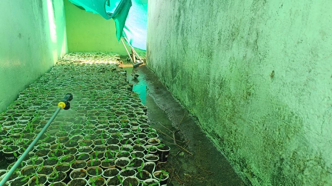 ⁣1000 मिर्च के पौधों को पानी पिलाने