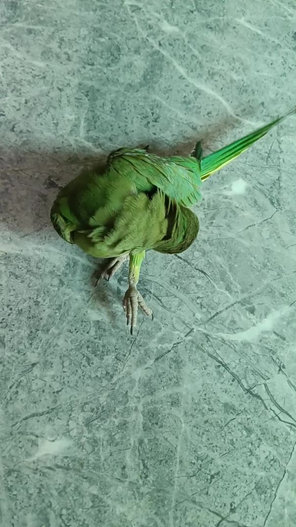 Mithu Mithu