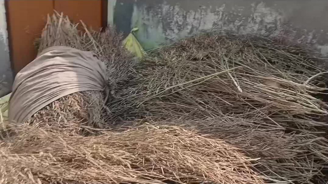 #villagevlog #gaonkilife #farminglife #desivlog #rurallife #indiavillage