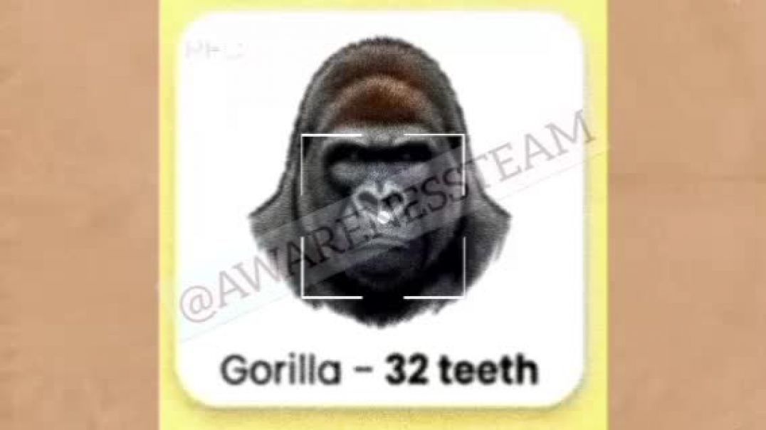 General knowledge about Teeth of animals||Animals with 32 teeth 🦍 #teeth #gk_gs