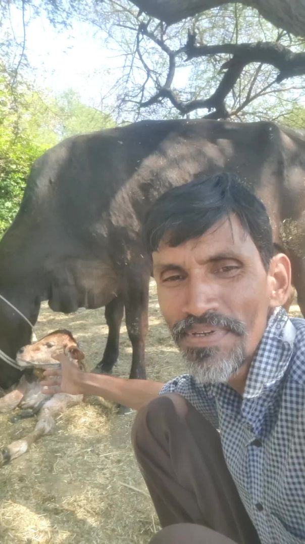 ⁣नवरात्रि में गाय ने दिया बछड़े को जन्म 🥰