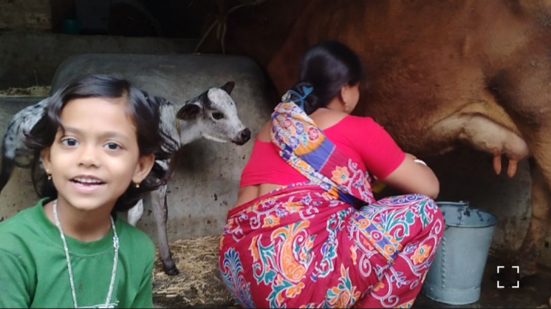⁣মা আজ বিকেলে গঙ্গার দুধ দোহনের কাজ করছে # milkingvideo # cow farm # village life