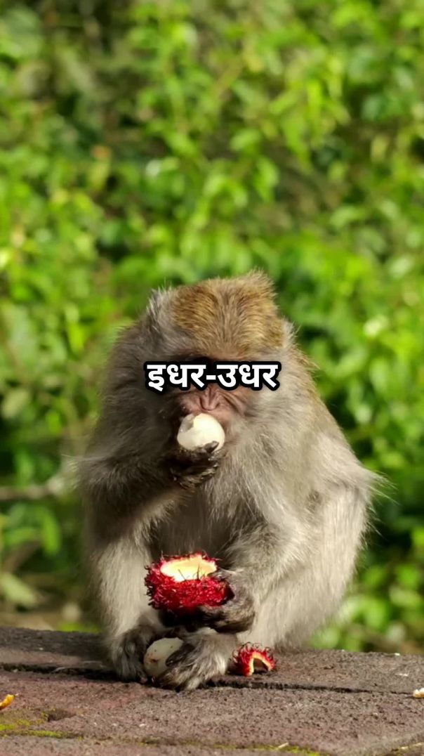 पौधे फल क्यों देते हैं? Plants Produce Fruit #factsinhindi #mastikipaathshala #fruit #seeds #shorts