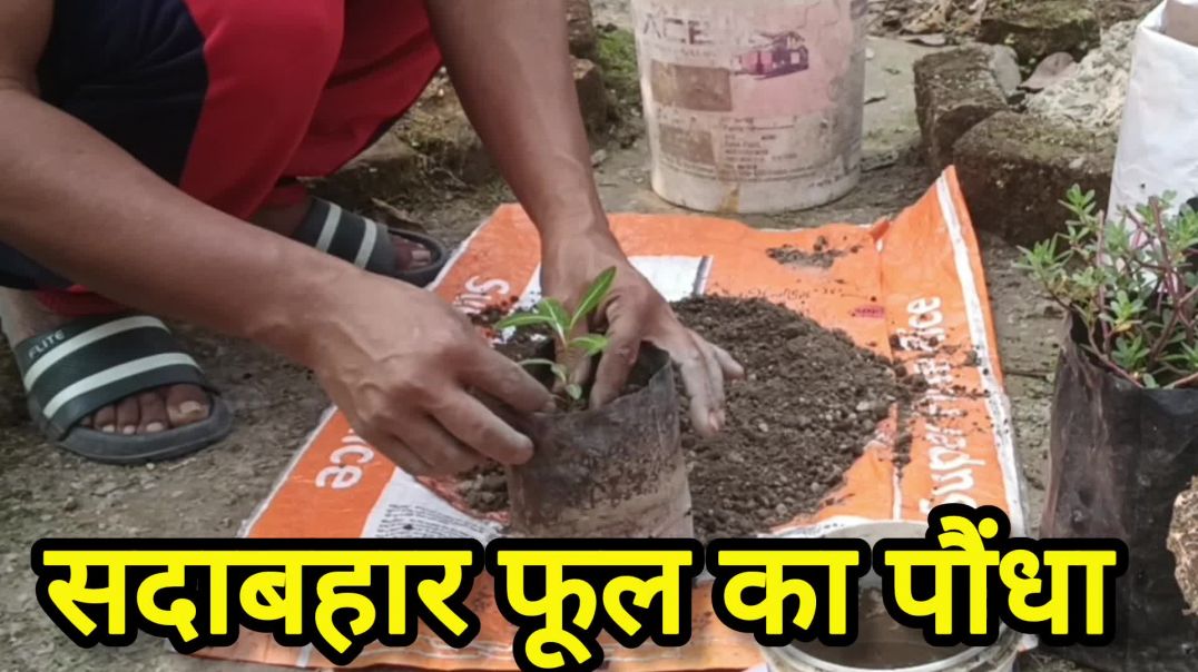 बीज से निकला पौंधा 🪴