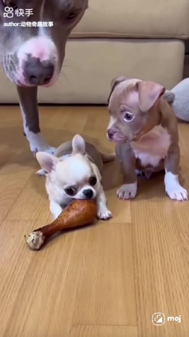 Chhota doges bhai