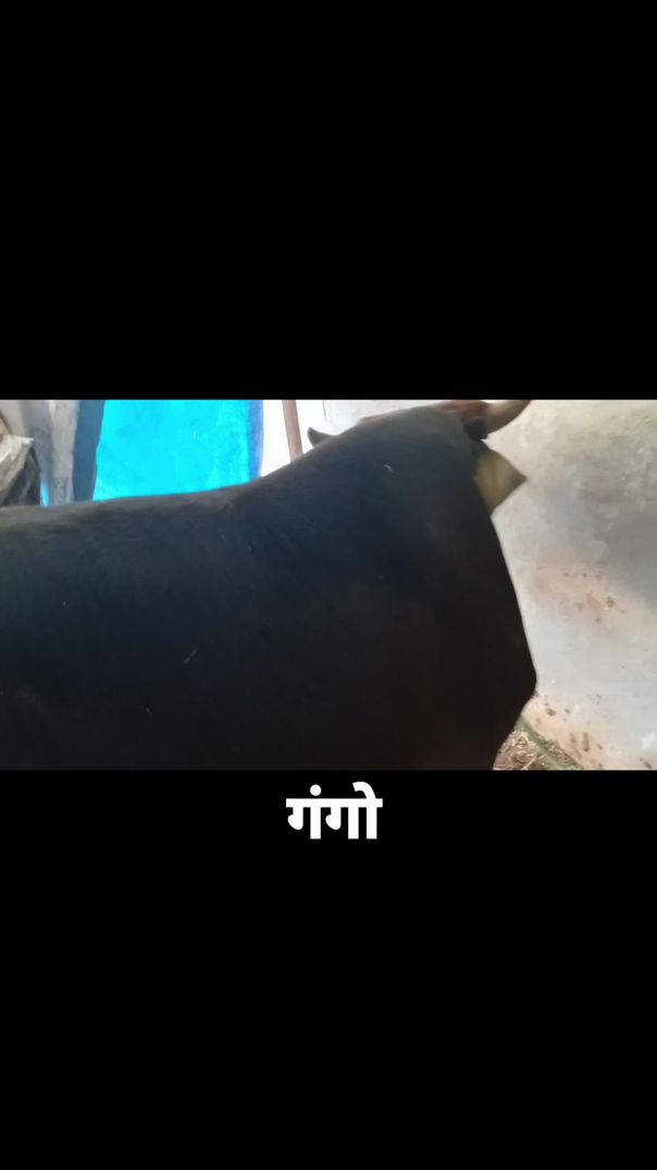 #villagevlog #gaonkilife #farminglife #desivlog #rurallife #indiavillage