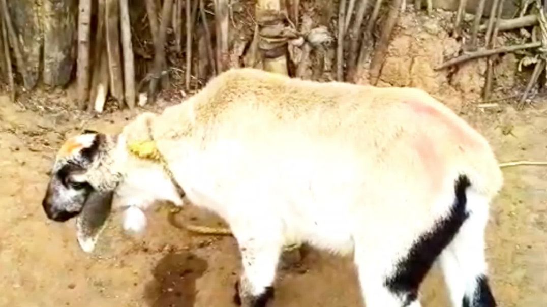 ⁣Nellore jodipi mendha chhua sells video//Viral sheep farming