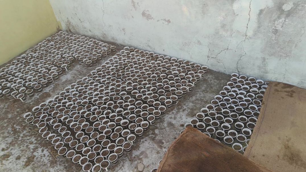 ⁣1000 मिर्च के पौधे 😯..#india