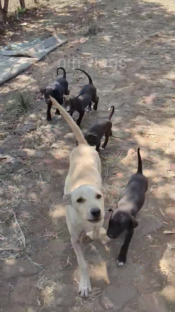 Village life /dog lover/dog video