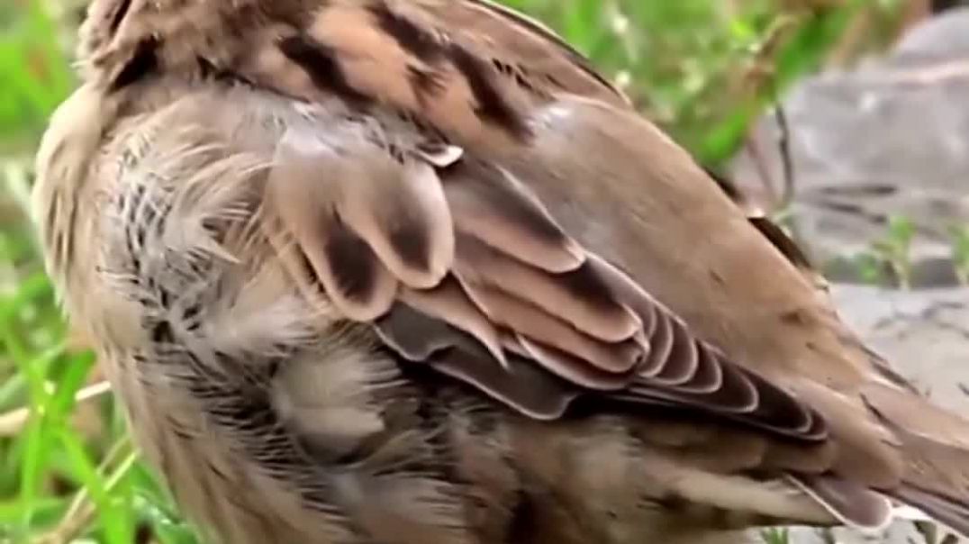 Environment And Nature Care