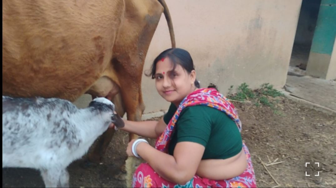 ⁣Pure Desi cow milk in village life # villagelife # familycowmilkingvideo