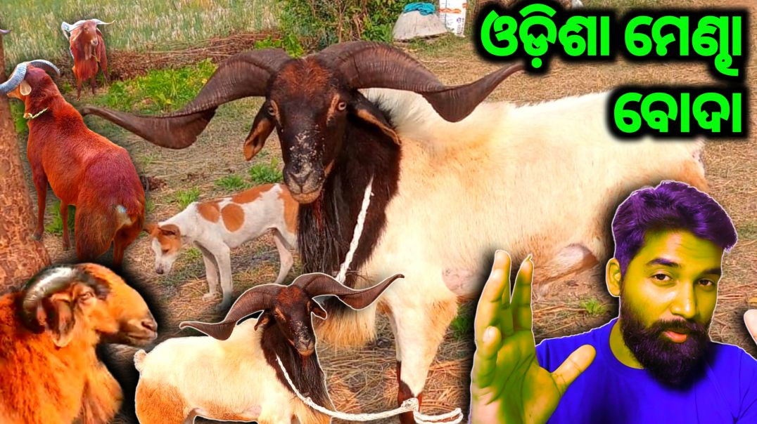 ⁣Odisha big ram sheep//Sheep farming video