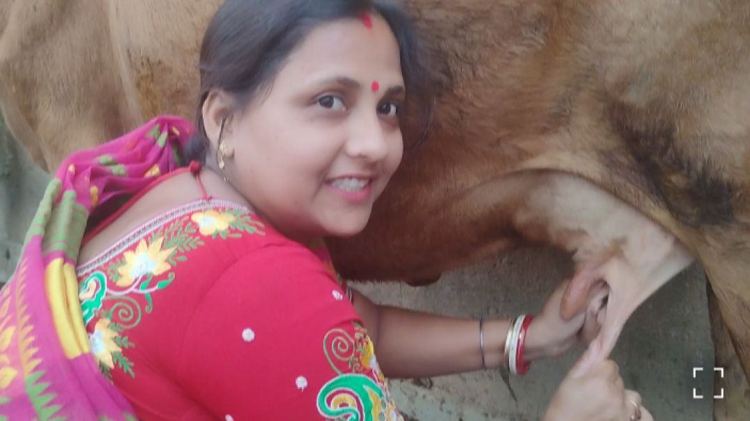 ⁣Pure Village milk l Healthy Life style # village life # family cow milking video #desicow