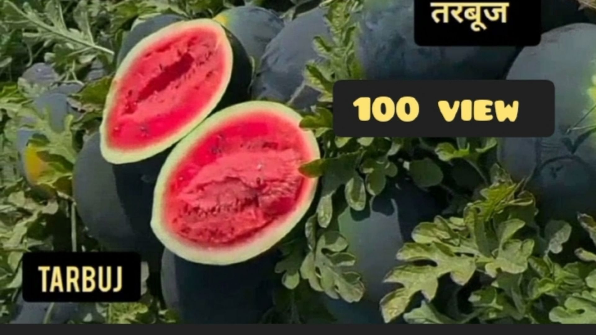 तरबूज का खेत