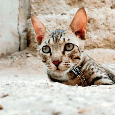 rock_killer__08 rock_killer__08