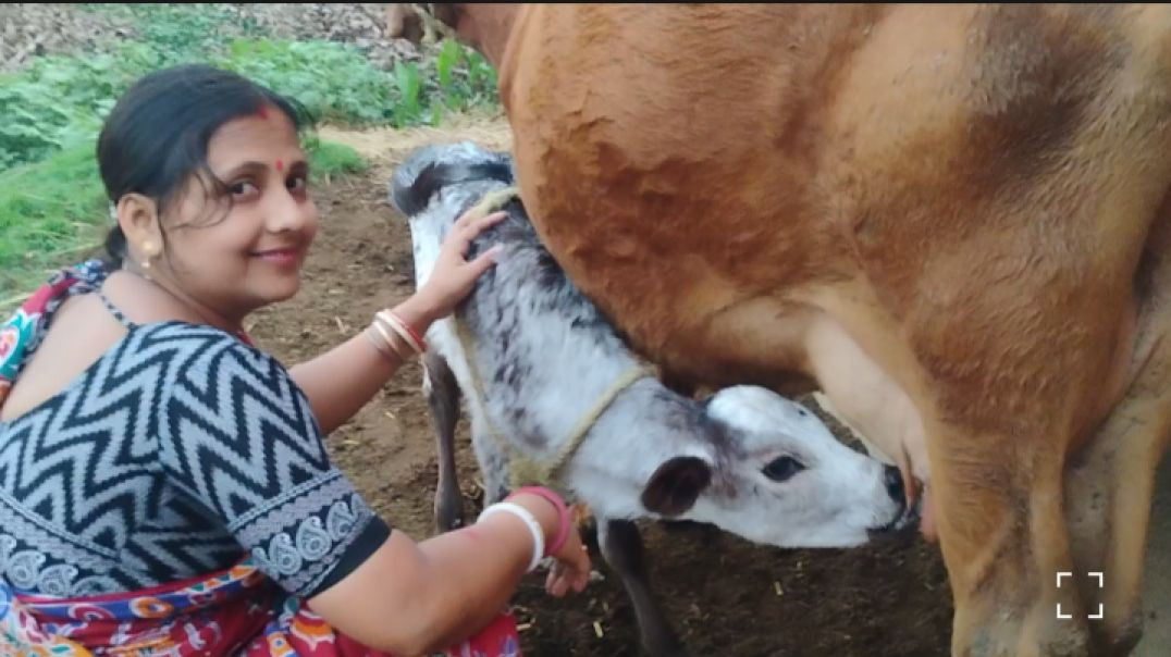 ⁣Simple village life with Cow 🐄# family vlog #cowmilking#rajuda