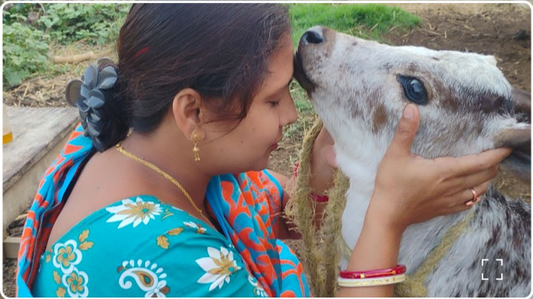 ⁣Fresh cow milking collection in village #villagelife#cowmilking