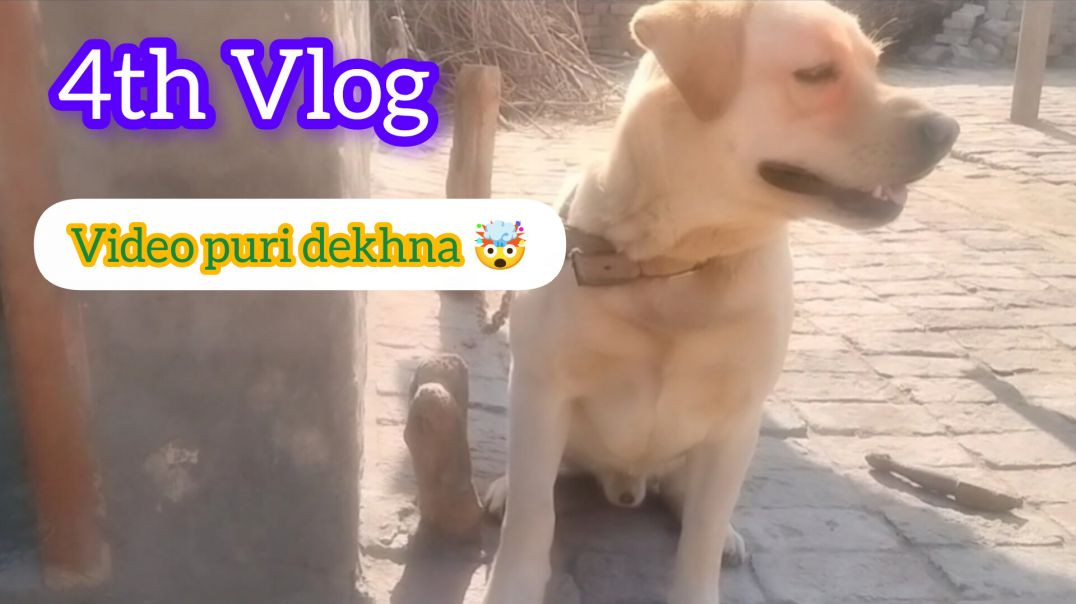 ⁣4th Vlog me Rocky ko rang lgate huy Happy Holi