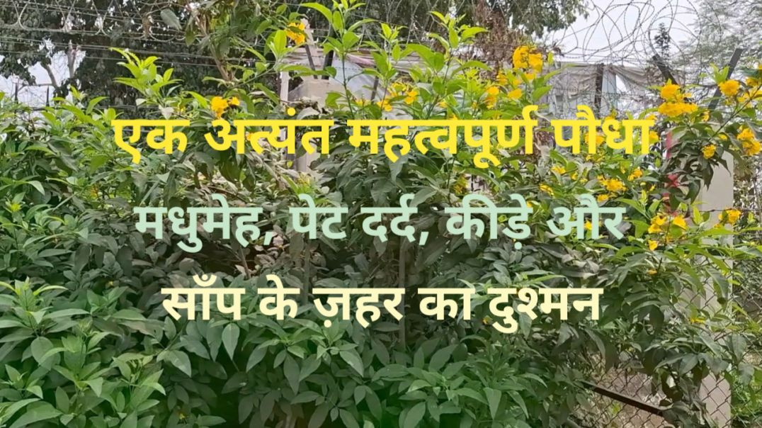 ⁣मधुमेह पेट दर्द और साँप के ज़हर का दुश्मन