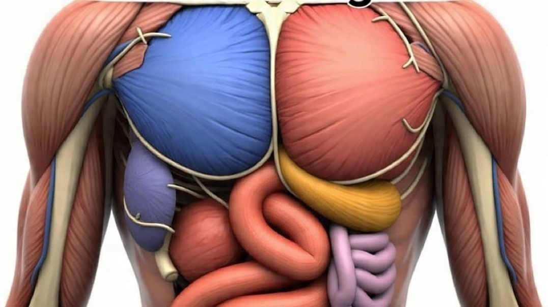 ⁣HUMAN PHYSIOLOGY ✌️ IMPORTANT QUESTIONS__ 12TH BIOLOGY 🧫 #biologymcq #bihar #bseb10th #bseb12th #[930