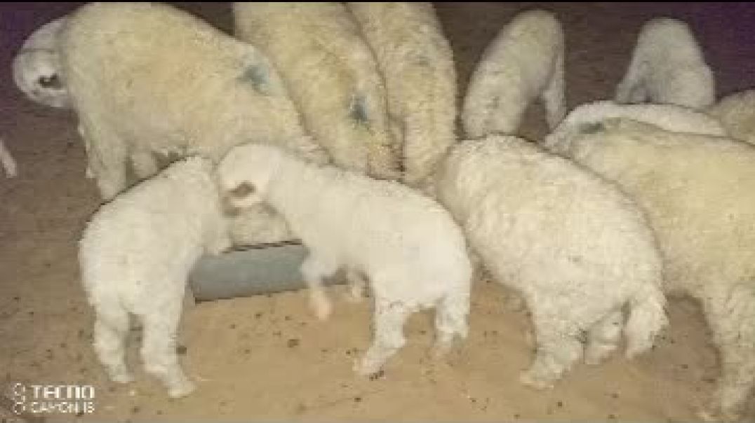 ⁣भेड़ों के छोटे बच्चों को चारा खिलाते समय शाम के टाइम