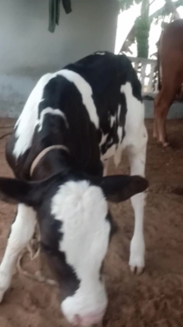 Daily Life Vlog With Cow And his baby