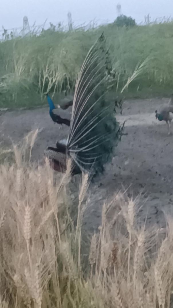 🦚Dekhiae Bhai kheton mein mor kis prakar se nahata hai