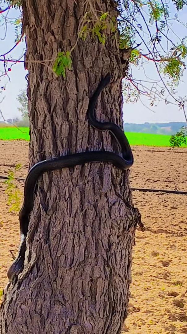 जय श्री नखत बना सा 🦂🐍🙏_नखत_बन्ना_सा_धाम_चारणवाला🙏🏻_नखतेश_ध
