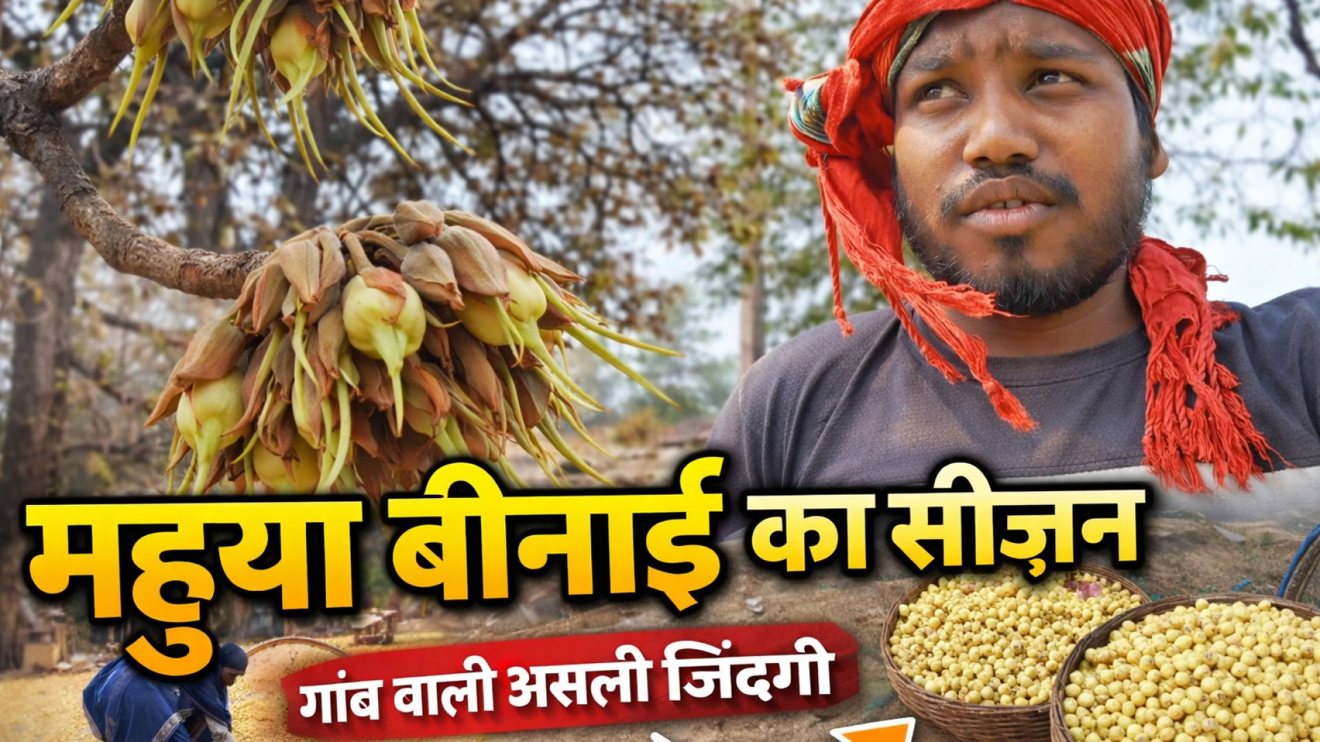 महुआ बिनाई का सीजन | गांव की सुबह का नज़ारा <br>महुआ बिनते हुए गांव की लाइफ | Village Daily Vl